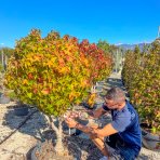 Ambrovník styraxový (Liquidambar Styraciflua) ´GUMBALL´ - výška 100-120 cm, kont. C30L - VIACKMENNÝ BONSAJ